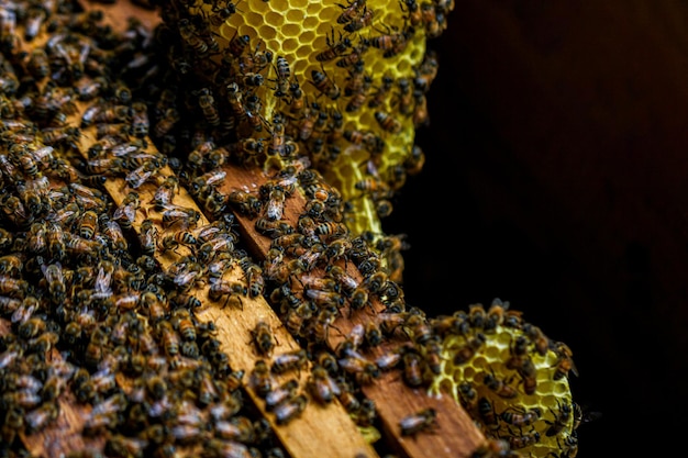 Biene auf Bienenwabe, Bienenzucht, gesunde Nahrung