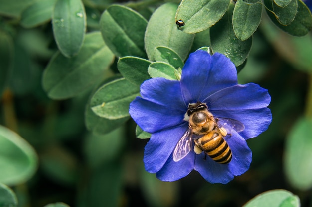 Biene auf blauen Blumen