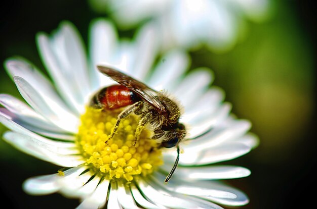 Foto biene auf blüte