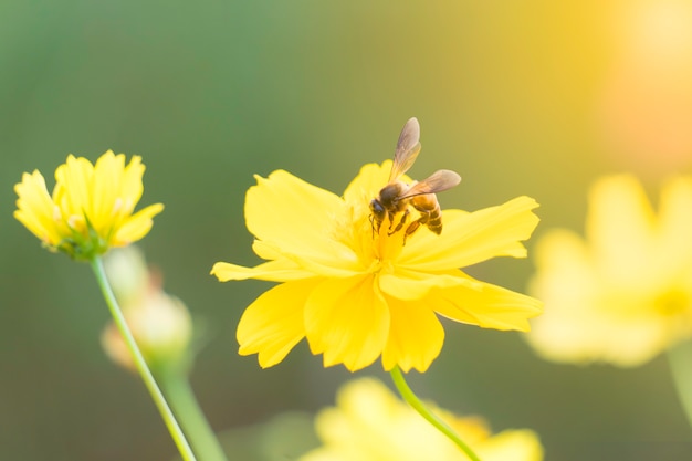 Biene auf Blütenstaub des gelben süßen Kosmos blüht im Garten