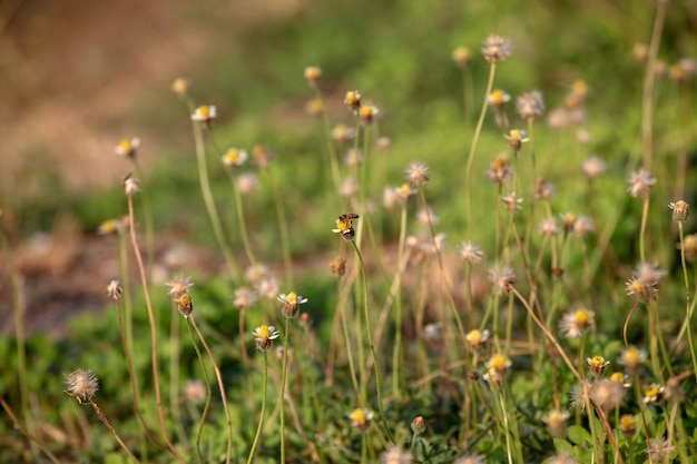 Biene auf Blume und Gras für Hintergrund