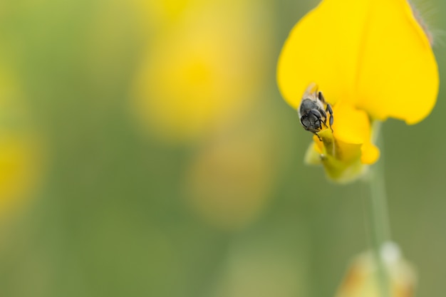 Biene auf Blume