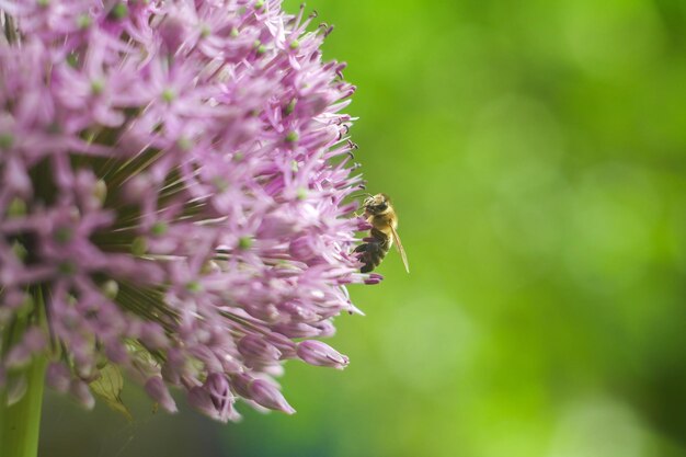 Biene auf Blume