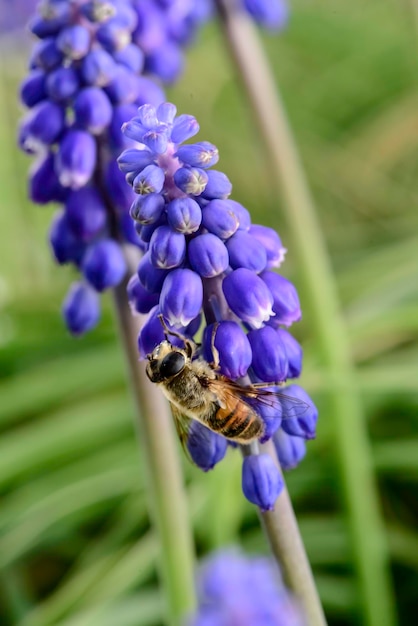 Biene auf Blumen im Frühling