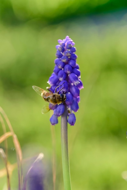 Biene auf Blumen im Frühling