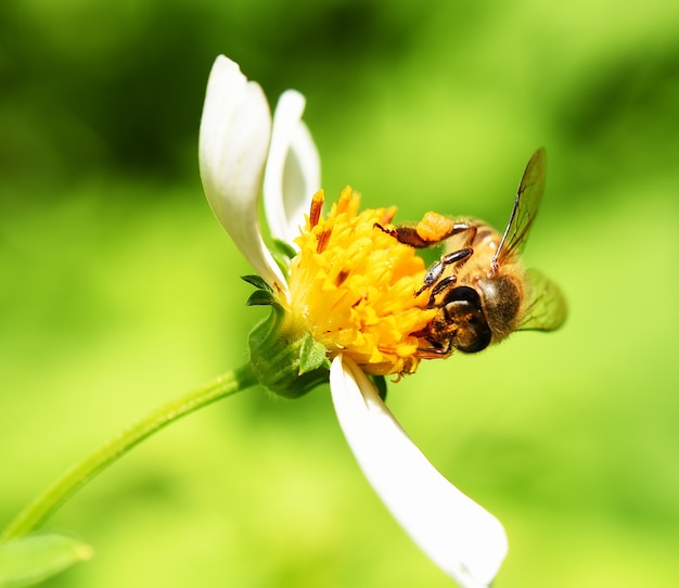 Biene auf blumengrünem Hintergrund