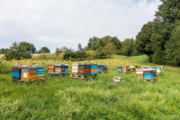 Foto biene auf dem gras an land gegen den himmel