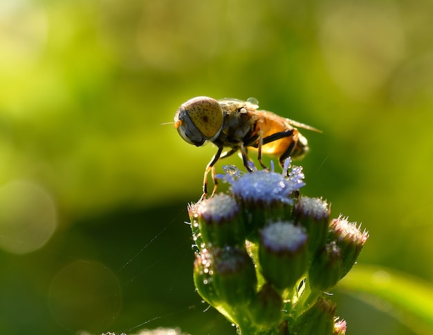 Foto biene auf den blumen am morgen