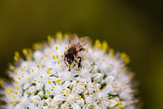 Biene auf der Blumennahaufnahme