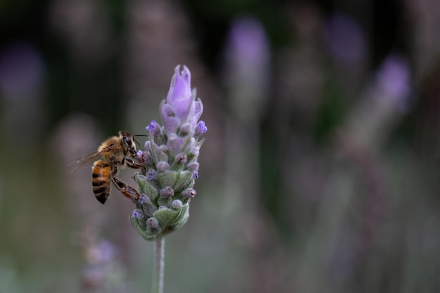 Biene auf der Suche nach Nektar der Lavendelblüte. Nahaufnahme und selektiver Fokus.