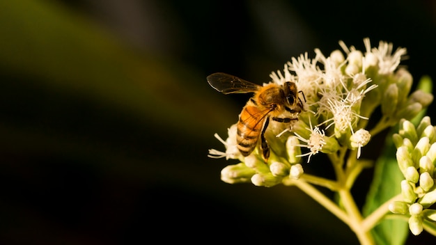 Foto biene auf der suche nach pollen