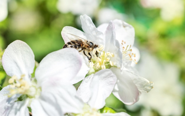 Biene auf der weißen Blume der Apfelblüte