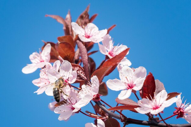 Biene auf einem rosa Kirschblüten Frühlingsblumenhintergrund auf einem blauen Himmel Kirschblüten blühen