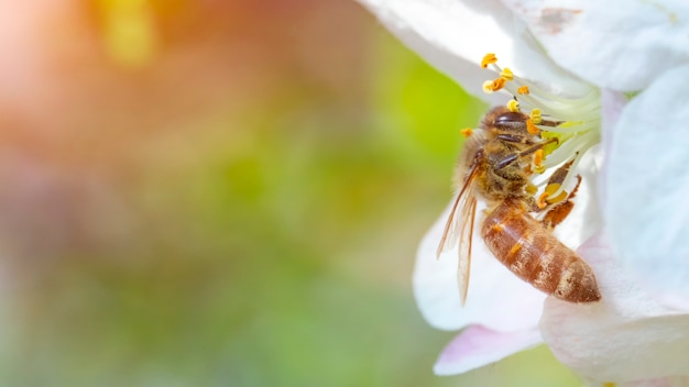 Foto biene auf einer apfelbaumblume in der natur