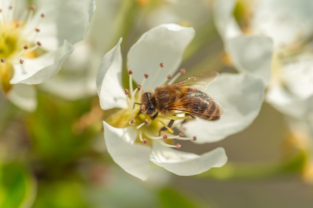 Biene auf einer Blume der weißen Blüten. Eine Honigbiene, die Blütenstaub sammelt