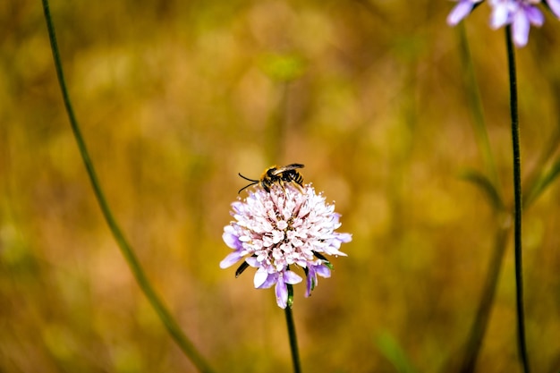 Biene auf einer Blume im Feld, die Nektar, Pollen sammelt.