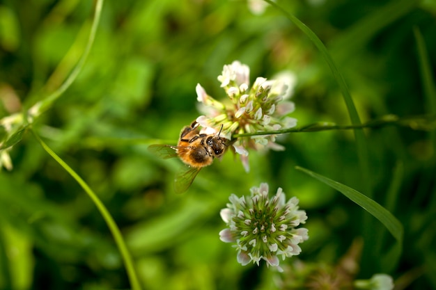 Biene auf einer Blume