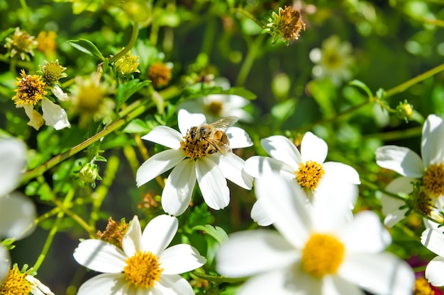 Foto biene auf einer blume