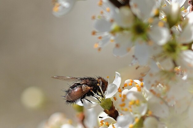 Biene auf einer Blume