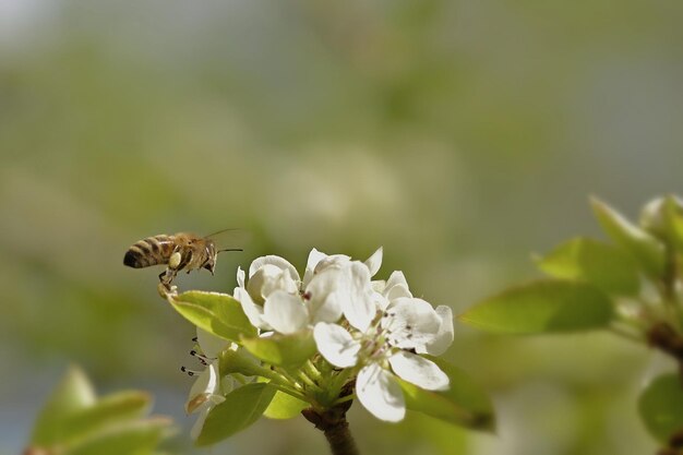 Biene auf einer Blume