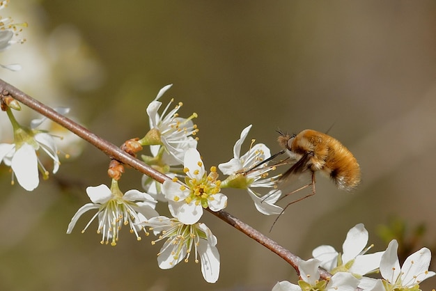 Biene auf einer Blume