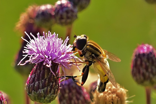 Biene auf einer Blume