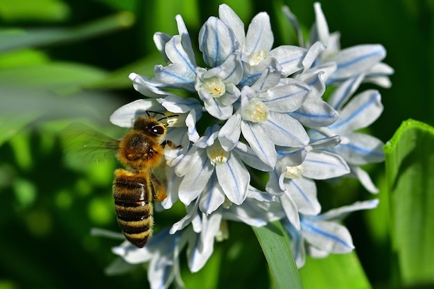 Biene auf einer Blume