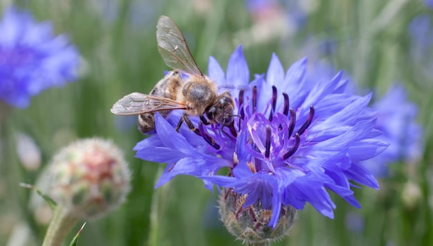 Biene auf einer Kornblume eine blaue Blume im Garten