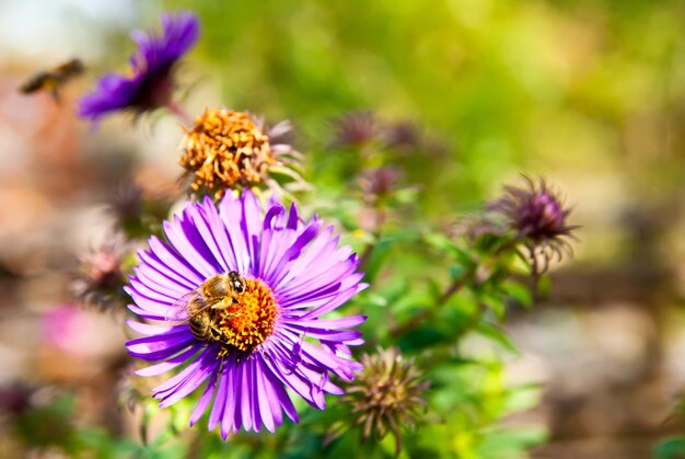 Biene auf einer lila Blume im Garten