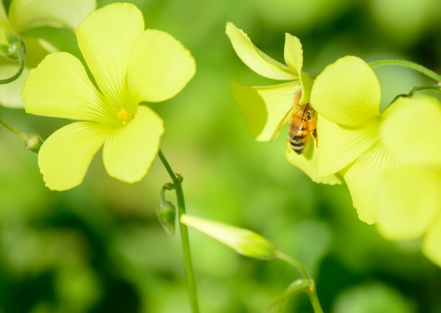 Biene auf einer lila Löwenzahnblüte