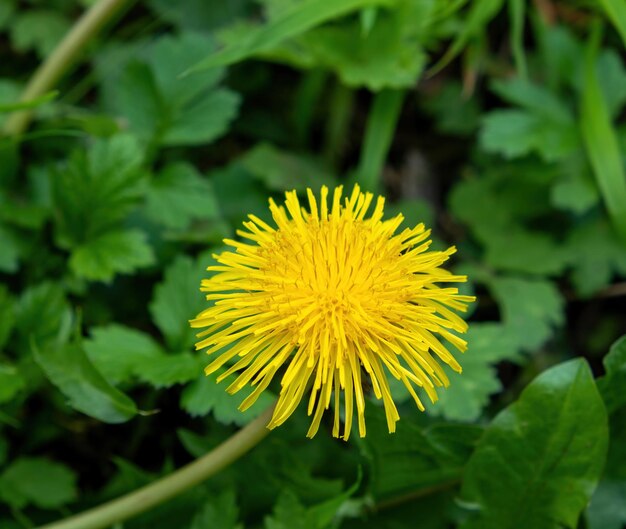 Biene auf einer Löwenzahnblume