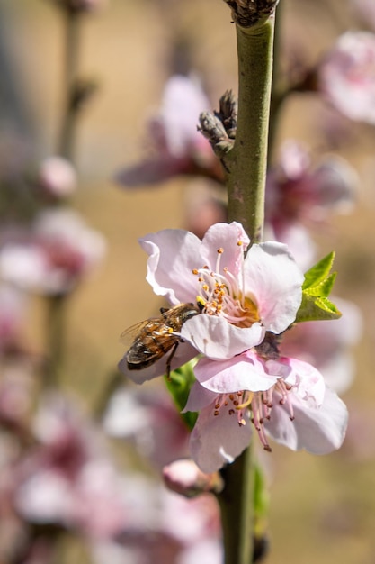 Biene auf einer Pfirsichblüte im Frühjahr Nahaufnahme des Fotos