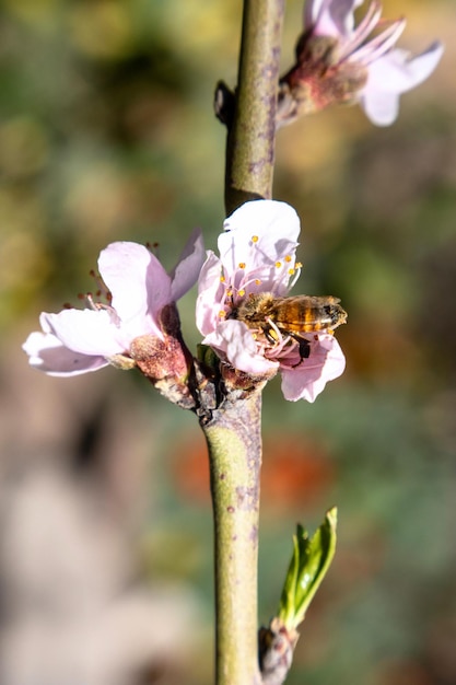 Biene auf einer Pfirsichblüte im Frühjahr Nahaufnahme des Fotos