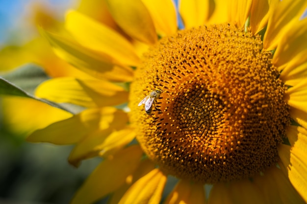 Biene auf einer Sonnenblume gegen den blauen Himmel. Banner. Enger Fokus.