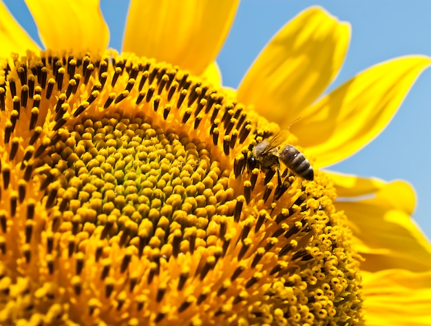 Biene auf einer Sonnenblume