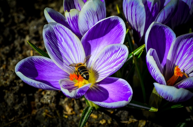 Biene auf einer violetten Frühlingsblume