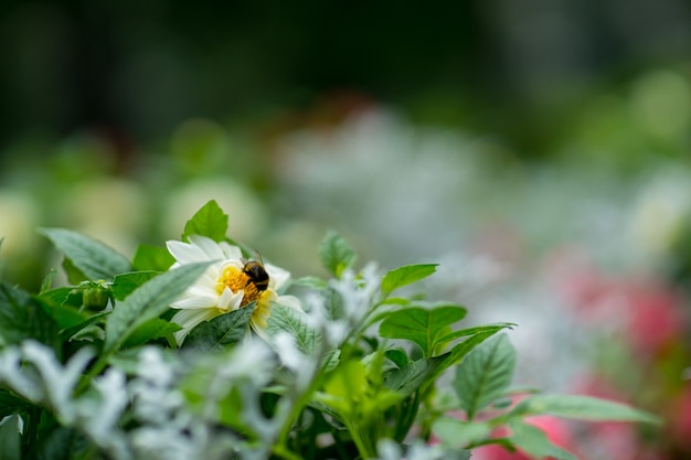 Biene auf einer weißen Blume im Feald