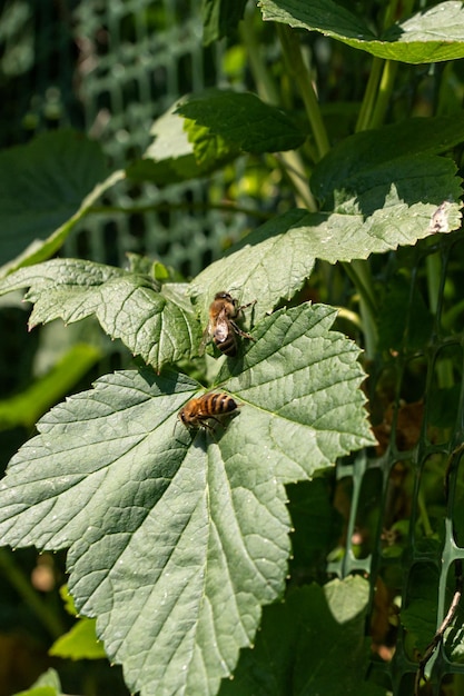 Biene auf einer weißen Blume sammelt Pollen und Nektar, um Honig zu produzieren