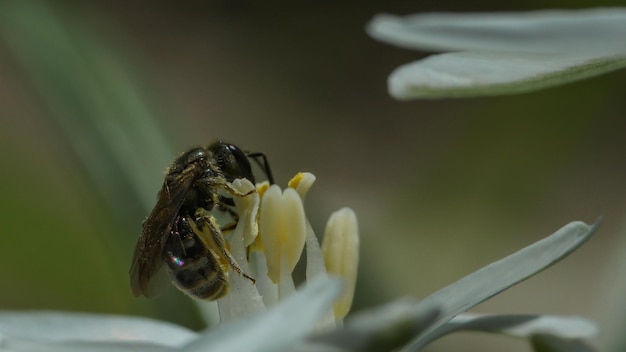 Biene auf einer weißen Blume