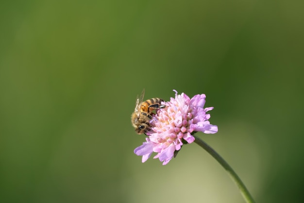 Biene auf einer Witwenblume Nahaufnahme einer arbeitenden Biene