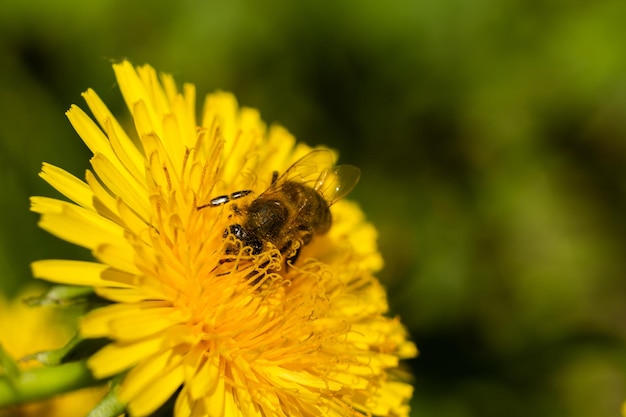 Biene auf gelbem Löwenzahn im Frühlingsgarten Makrohintergrund