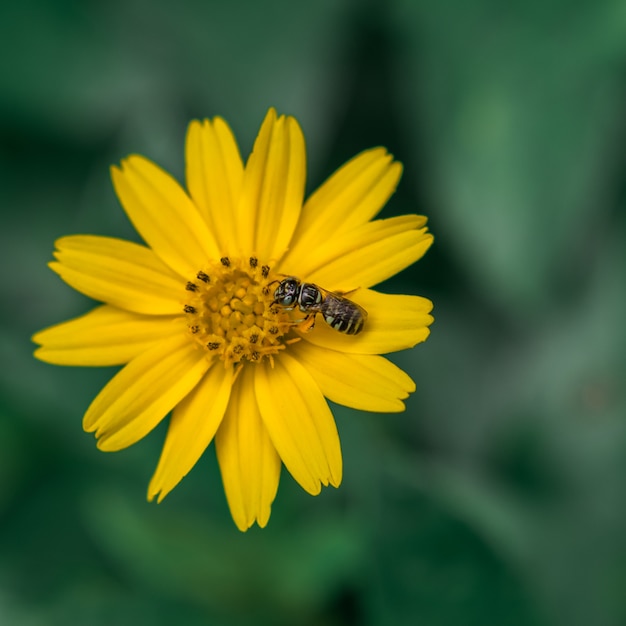 Biene auf gelben Blumen