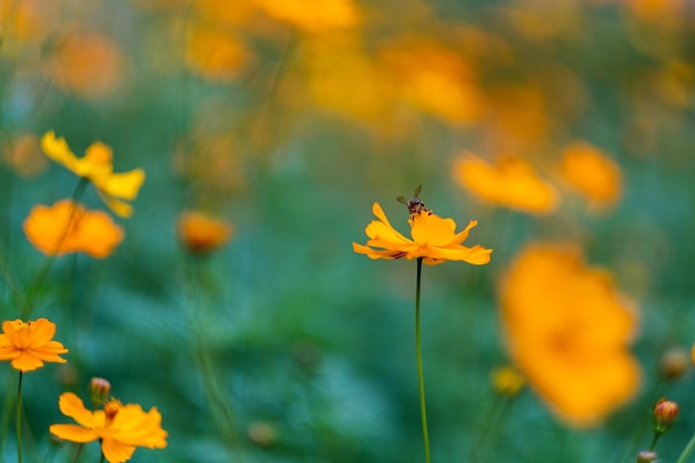 Biene auf gelben Kosmosblumen im Garten