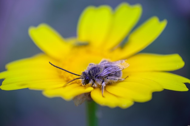 Biene auf gelber Blume