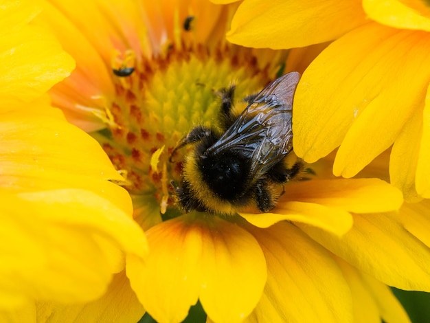 Biene auf gelber Gänseblümchenblume