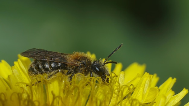 Biene auf gelber Löwenzahnblume