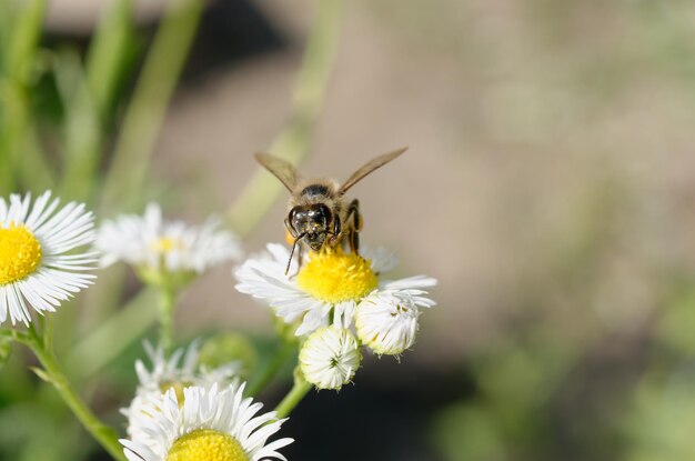 Foto biene auf kamille