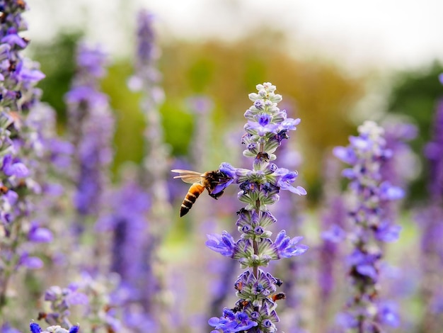 Biene auf Lavendelblüte im Garten