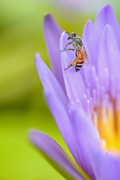 Biene auf Lotus