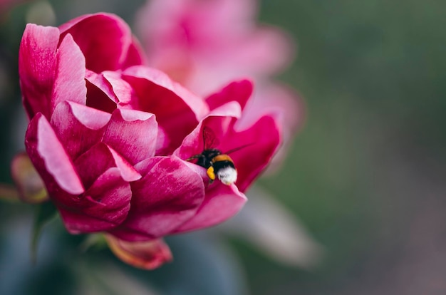 Biene auf Pfingstrose, Makrofotografie